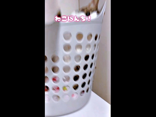 飼い主さんが近づくとーー猫パンチをするそうちゃん（画像提供：ねこのそうちゃんですさん）