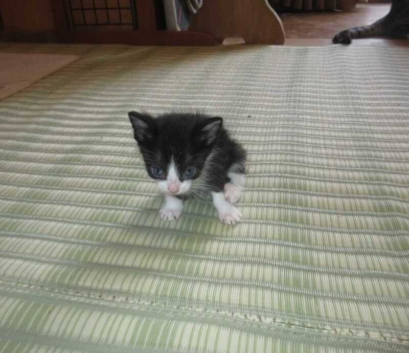 家にきたころの「モコ」