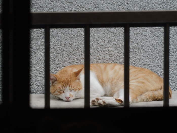 「でも、オイラがここで昼寝したからじゃないと思うよ」（小林写函撮影）