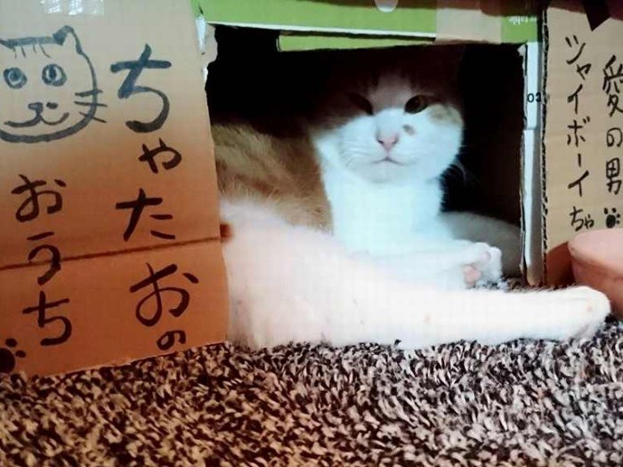 久子さん提供　家猫になって間もなくの頃