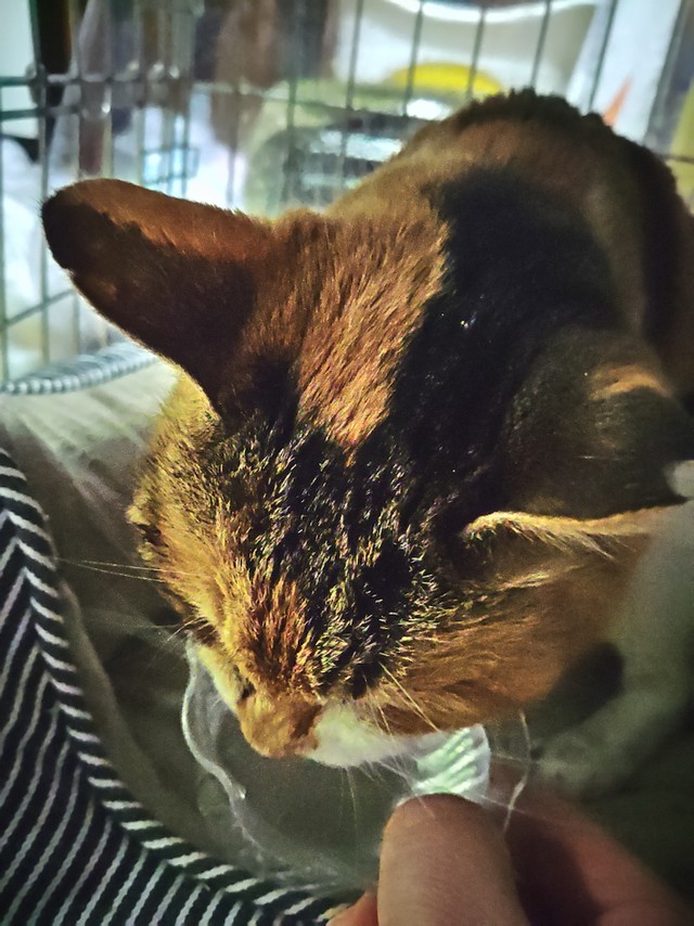 名前を呼ぶと、返事をしたり、ゴロゴロと喉を鳴らすという（海老塚さん提供）