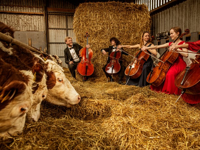 牛にチェロの生演奏を聴かせるデンマークの農家 ヒントは日本から得た 朝日新聞globe