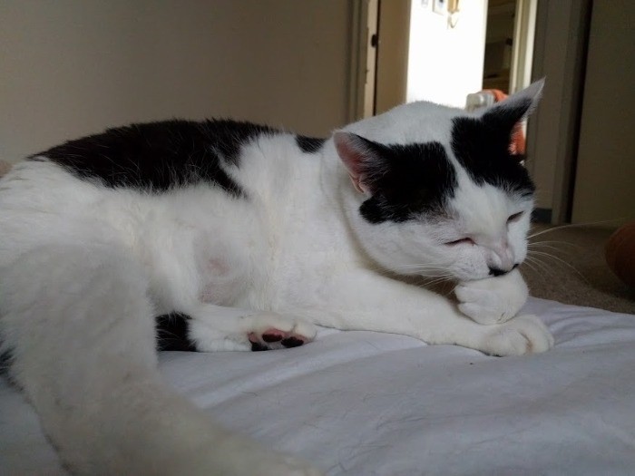 退院後は増田家で一時預かりのはずが…（増田さん提供）