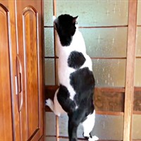 あっという間に、中ほどまで登るちもこちゃん（画像提供：ソラネコさんちさん）