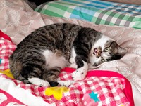 寝そべりながら「ニャー！」。おしゃべりするかるびちゃん（画像提供：みけねこざっきーさん）