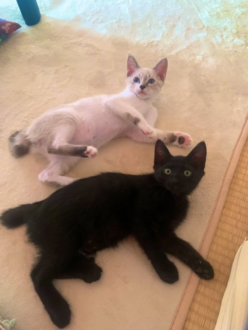 Sさんを見つめる2にゃん