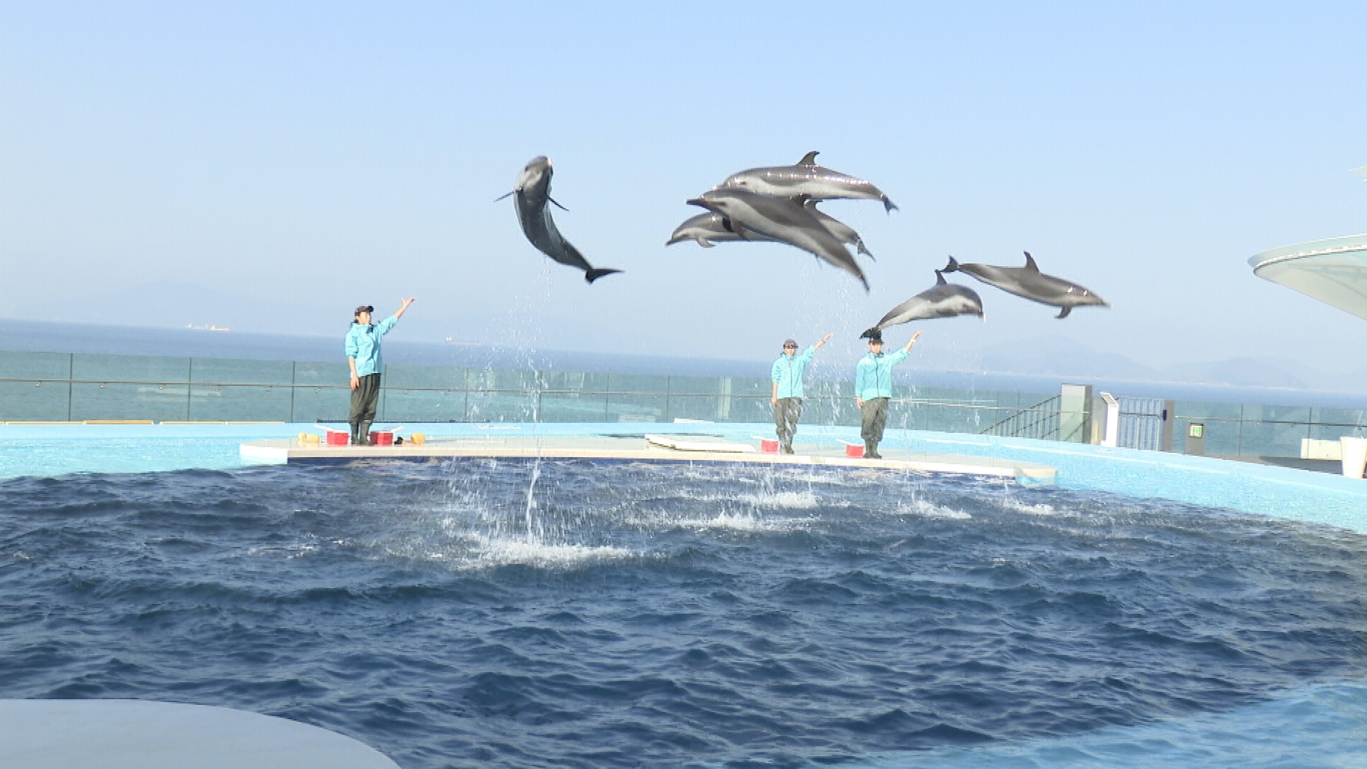 夏休みはイルカにもっと近づこう 四国水族館が新たな体験プログラムを