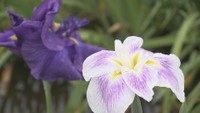 かわつ花菖蒲園　“最後の”一般公開　ルールを守って楽しんで　香川・坂出市
