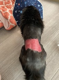 傷周りの毛刈りは、麻酔を打ってもらって行った