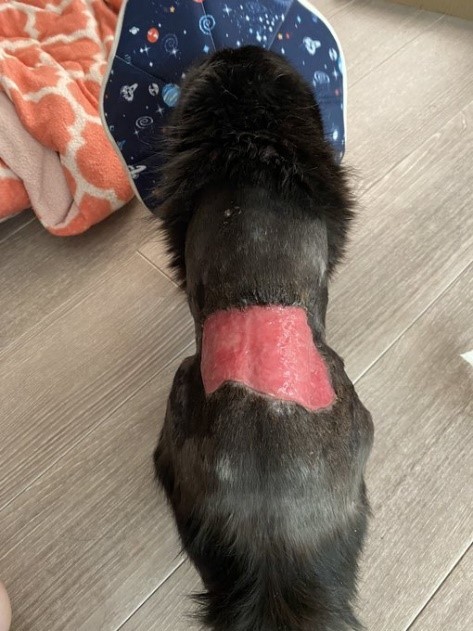 傷周りの毛刈りは、麻酔を打ってもらって行った