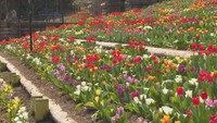 レオマリゾートで「チューリップ祭」がスタート