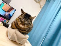 4歳ころのしらすちゃん（画像提供：硝子さん）