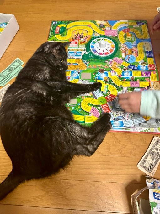 ゲームに興味津々！ 手をのばして参加する虎くん（画像提供：寿々さん）