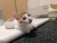 保護から4ヶ月後、昨年10月のセルジオ悦子ちゃん（画像提供：セルゥゥゥゥァァァァァさん）