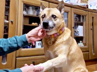 お手入れが終わり、いつもの穏やかな表情に戻ったこなつさん（画像提供：牧田 こなつさん）