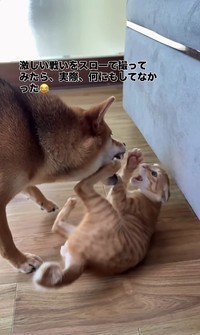 口を開けて迫るちゃまるちゃんに、後足でガードするわさびくん（画像提供：@chamaru0617さん、Instagramよりキャプチャ撮影）