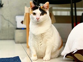 いろんな場所から見つめています　まん丸な三毛猫「もい」