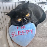 素敵なクッションにアゴをのせてくつろぐかげちゃん（画像提供：こてつくんとかげつちゃん）