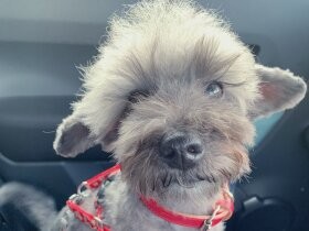 家族の帰宅５分前に玄関で待ってお出迎え　なんでわかるの？シュナプー「ぺこ」