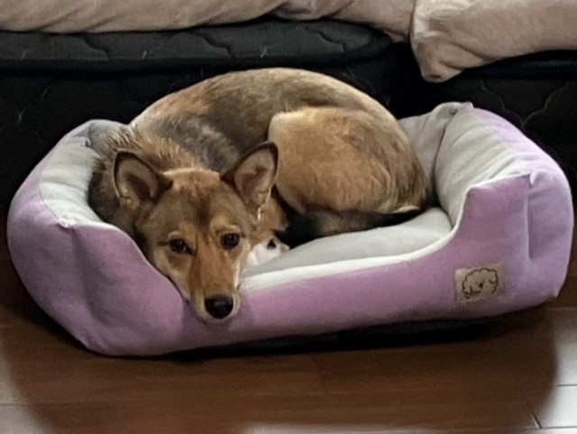 もちふわベッドの気持ち良さを知ってしまった（ご家族より提供）