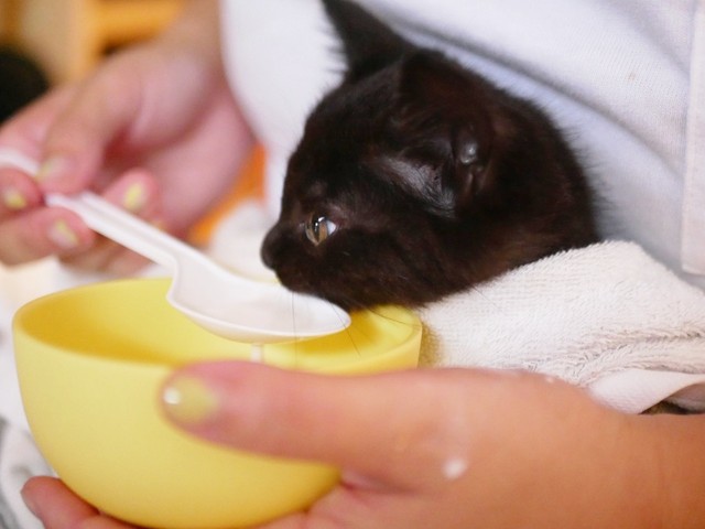 子猫時代、すーちゃんはよく食べてくれる良い子でした（画像提供：すーちゃんさん）