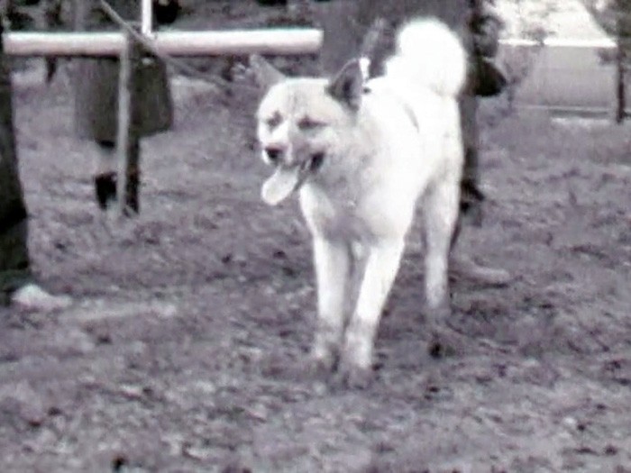 １９５８年の展覧会に登場した秋田犬。耳だけ被毛の色が違っている＝ヤマザキ動物看護大提供の動画から