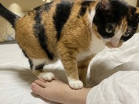 猫が足を踏むのはわざと！（提供：ソラネコさんちさん）