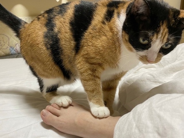 猫が足を踏むのはわざと！（提供：ソラネコさんちさん）