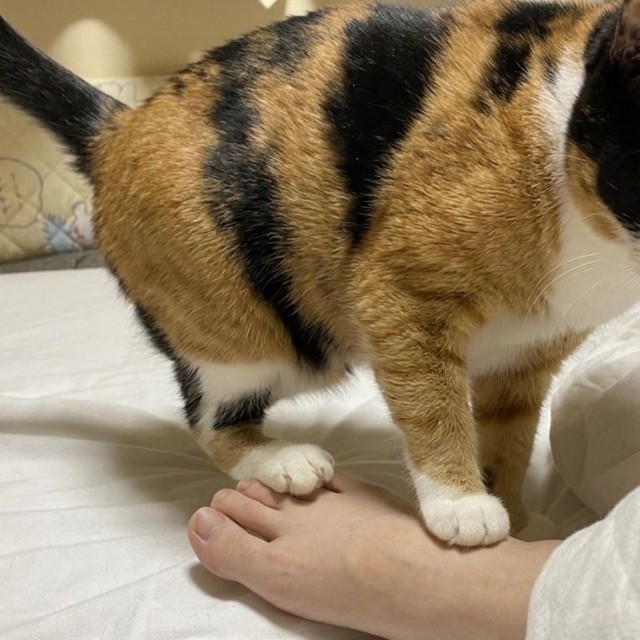 猫が足を踏むのはわざと！（提供：ソラネコさんちさん）