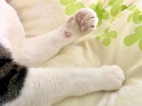 美味しそうなおてて