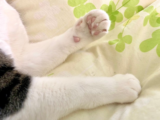 美味しそうなおてて