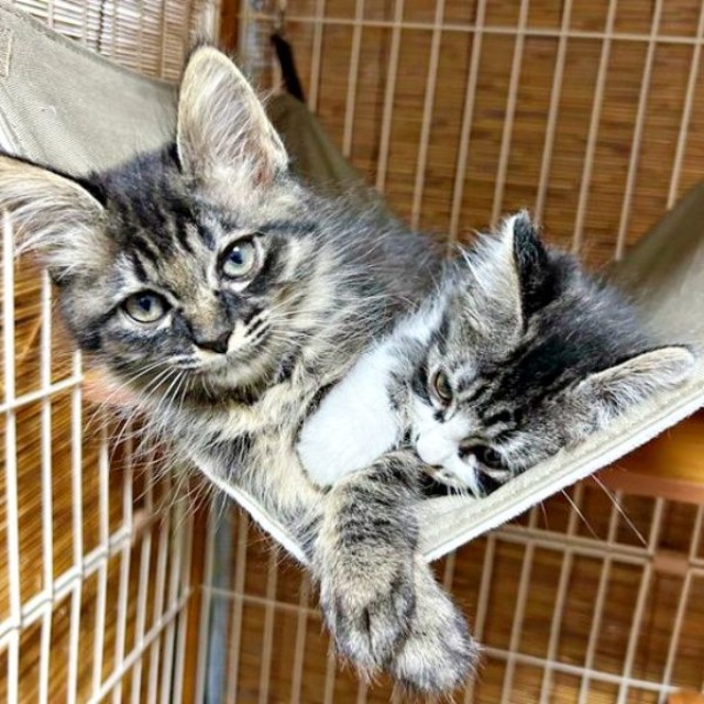ハンモックでくつろぐ（左から）ウタちゃん、エルちゃん（画像提供：飼い主さん）