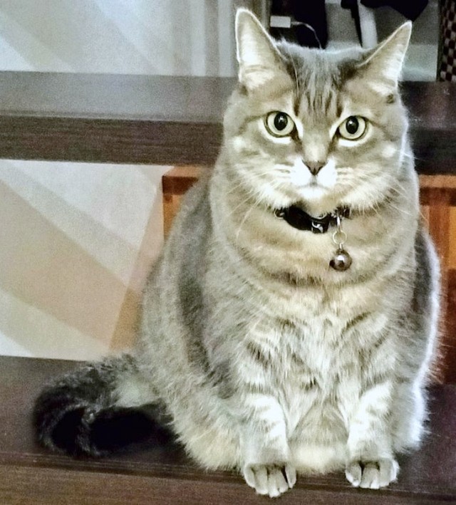 階段上でちょこんと座るチーちゃん（画像提供：こにゃんゴーさん）