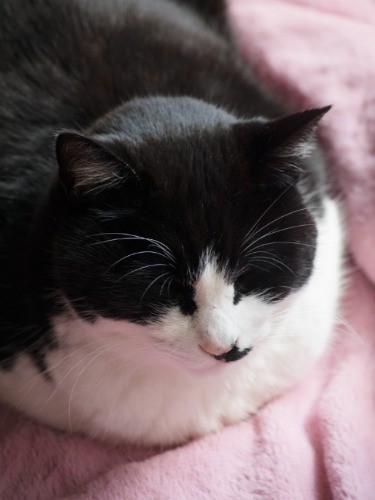 ピンク色の毛布の上でまったり（小林写函撮影）