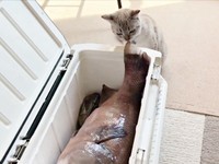 興味津々といった様子で中をのぞくくうちゃん（画像提供：無重力猫ミルコのお家さん）