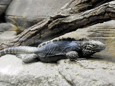 動物園に「密輸動物」が続々　珍しいトカゲ、インコ、イグアナ