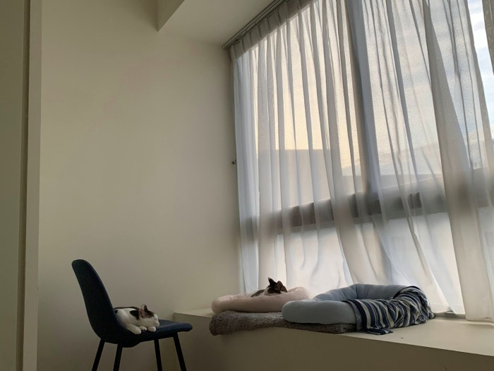 今の2匹の寝床のポジション。まるもんたは窓辺の猫ベッド、吉太は椅子の上。「2月までは雨期だよ。1月も2月も日本みたいに寒くないから、布団には入らないよ～」（晴美さん提供）