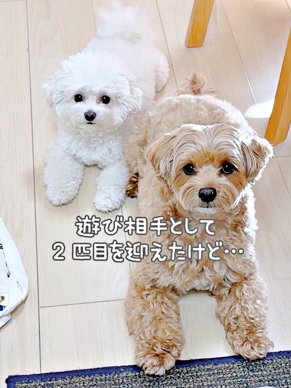 最初はひとりだったまおくん。後からまおちゃんを迎えたらーー（画像提供：まお ちろさん）