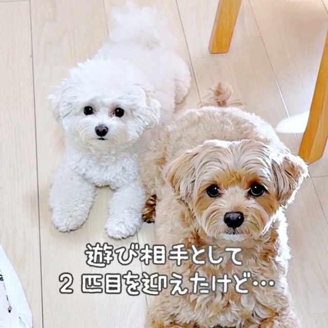 最初はひとりだったまおくん。後からまおちゃんを迎えたらーー（画像提供：まお ちろさん）