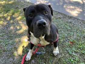 パナソニック保護犬猫譲渡会　認定NPO法人アニマルレフュージ関西から参加予定の犬たち（７） 