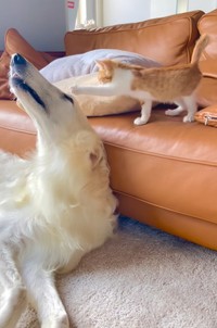 保護して3日目の朝。バロンくんにちょっかいを出す子猫（「BARON（バロン）」くんの飼い主さん提供、Instagramよりキャプチャ撮影）