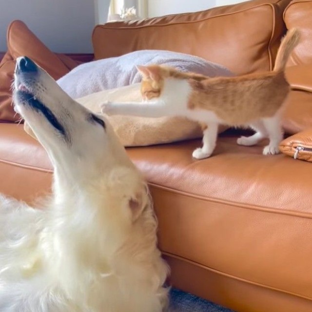 保護して3日目の朝。バロンくんにちょっかいを出す子猫（「BARON（バロン）」くんの飼い主さん提供、Instagramよりキャプチャ撮影）