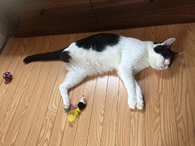 右脚を断脚しても元気でかわいい　飼い主を惚れさせた　日本猫「のむ」　