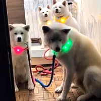 散歩待機中の秋田犬たち（画像提供：秋田犬こゆきと愉快な仲間達さん）