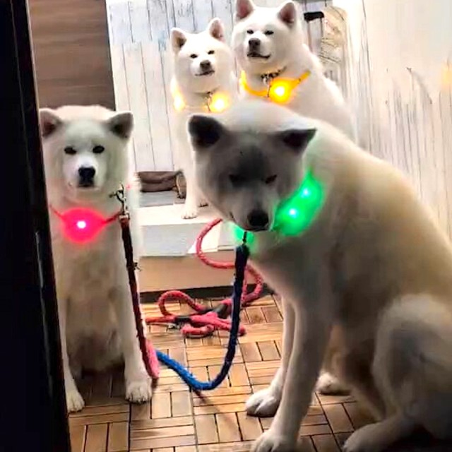 散歩待機中の秋田犬たち（画像提供：秋田犬こゆきと愉快な仲間達さん）