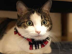 襟首輪をしておしゃれに　鍵しっぽの三毛猫「ヨーコ」