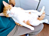 膝上ですやすや眠るチョロすけくん（画像提供：まめたろさん）