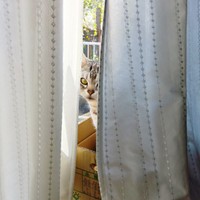 窓辺でニャルソック中、飼い主さんを見つめるソルトくん（画像提供：31クレープさん）