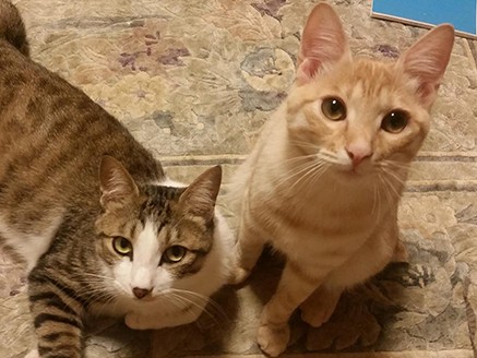 道路の真ん中に子猫！　「連係プレー」で救出、そして我が家に