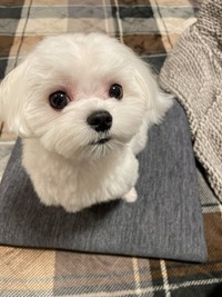 つぶらな瞳がキュート（画像提供：モコさん）